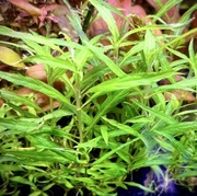 Staurogyne Porto Velho, sadzonka min. 5 cm, hodowla podwodna