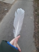 Piękne pióro okrywowe 