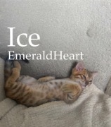 Ice EmeraldHeart Poznań będzie wielki!!! Bengal Bengalski 