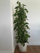 Epipremnum aureum złociste 170