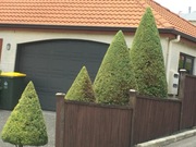 ROD Wycinka drzew również Działki ROD Poznań i okolice