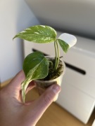 Monstera Variegata