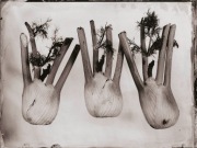 Ambrotypia - Hell's Kitchen 018