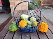 Sprzedam dynie ozdobne i jadalne 