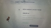 pomnik Nagrobek róża Caggiati 29351/14 + gratis