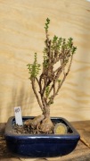 Trichodiadema - okaz 15letni - caudex, kaudeks - bonsai - #10