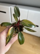 Philodendron Strawberry Shake