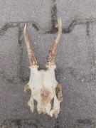 Poroże koziołka sarny, rogi cała głowa,zrzuty jeleniowate