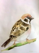 Obrazek akwarela ptak wróbel