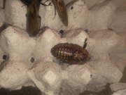 Karaczany Madagaskarskie 3-4 cm 35 szt 