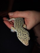 Gekon lamparci classic samiec + terrarium 50x30x40cm z wyposażeniem 