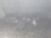 Sprzedam króliki z domowej hodowli