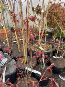 Klon palmowy Brown sugar 