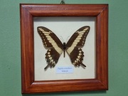 Motyl w gablotce