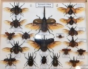 GABLOTA NA ZAMÓWIENIE...CHRZĄSZCZE, motyle, inne..