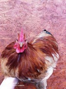 Kogut kochin karzełek miniaturowy