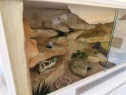 Terarrium dla jaszczurki 