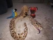 Ikea Pluszaki Maskotki papuga wąż piesek 