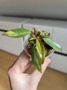 Philodendron Strawberry Shake