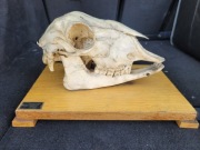 Czaszka barana - pomoce naukowe FPN rok 1968