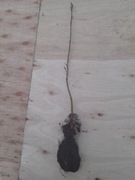 Buk sadzonki 30-40 cm