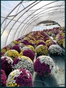 Chryzantemy od producenta wszystkie rodzaje