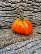 ACCORDION RED Pomidor Kolekcjonerski /374 