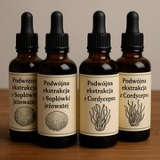 Zestaw Głowa Pracuje 2xPodwójne ekstrkcja Soplówka jeżowata i 2xCordyceps