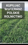 Żyto ozime ziarno zielony  poplon 20 kg POLSKIE ŻYTO