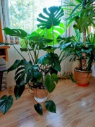 Monstera w donicy 20 cm