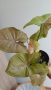 Syngonium Drizzle variagata