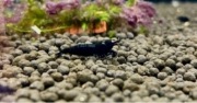 Krewetki Caridina Black Devil OE 10 szt ! !
