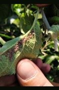 Naturalny Olej  Neem 1L Azadirachtyna 10,000ppm!