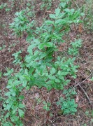 Maliny saszonki 40cm ponad. Maliny sa zywe nie martwe korzenie