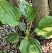 Babka zwyczajna 2 sadzonki 