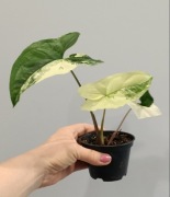 Syngonium emerald gem