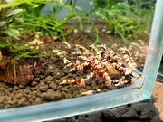 Krewetki  galaxy tiger 10szt