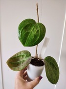 *Rezerwacja* Hoya Sarawak Pink - sadzonka ze zdjęcia