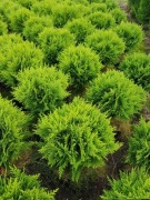 Tuja Danica 15-20 cm tuje wolsztyn szmaragd iglaki