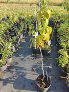 Eukemia wiązowata Eucommia ulmoides okazja! 