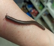 Krocionogi, wije kenijskie - Telodeinopus aoutii - podrostki