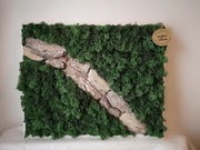 Obraz mech chrobotek 40x50 cm KORA