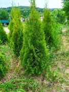 Thuja tuja szmaragd 100-120 cm