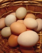 WIEJSKIE JAJKA ROZMIAR L ,ŚWIEŻE, NATURALNE, SWOJSKIE, Z BESKIDU NISKIEGO