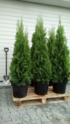 Tuja thuja szmaragd 160-170 cm