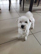 Maltańczyk reproduktor // reprodukcja krycie