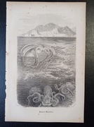 Piękna oryginalna litografia XIX - XX w. - Ośmiornica 3