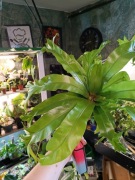 paprotka zanokacica asplenium paproć