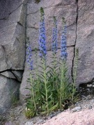 Echium, zmijowiec zwyczajny 20n 