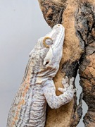 Gekon nie lamparci samica 38 gram